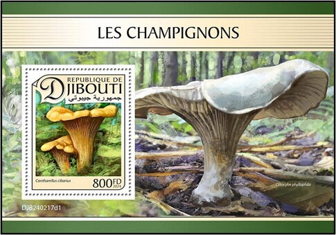 Golden Chanterelle (Cantharellus cibarius)