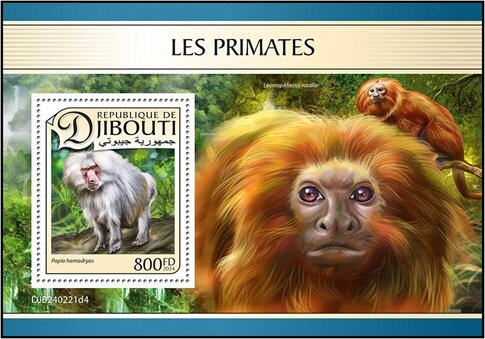 Hamadryas Baboon (Papio hamadryas)