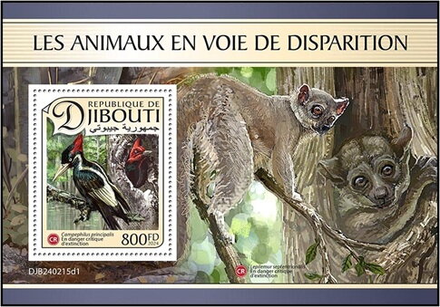 Ivory Billed Woodpecker (Campephilus principalis)