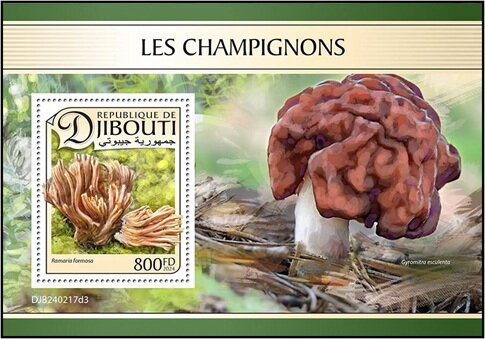Pinkish Coral Mushroom (Ramaria formosa)