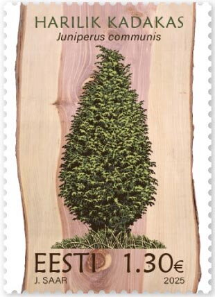Juniper (Juniperus communis)