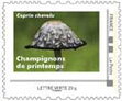 Coprin chevelu