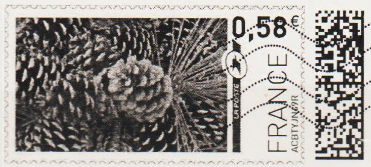 Pine Cones in black