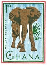 African Elephant (Loxodonta africana)