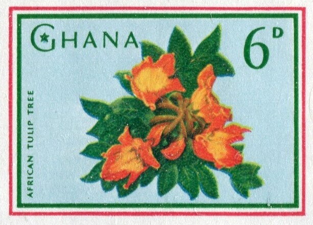 African Tulip Tree (Spathodea campanulata)