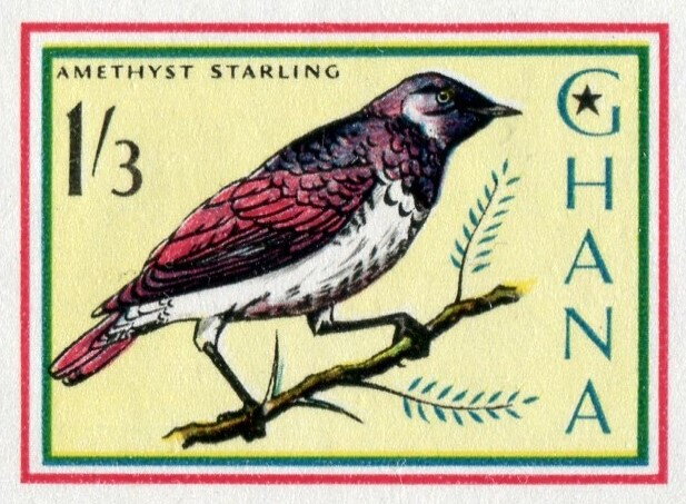 Amethyst Starling (Cinnyricinclus leucogaster)