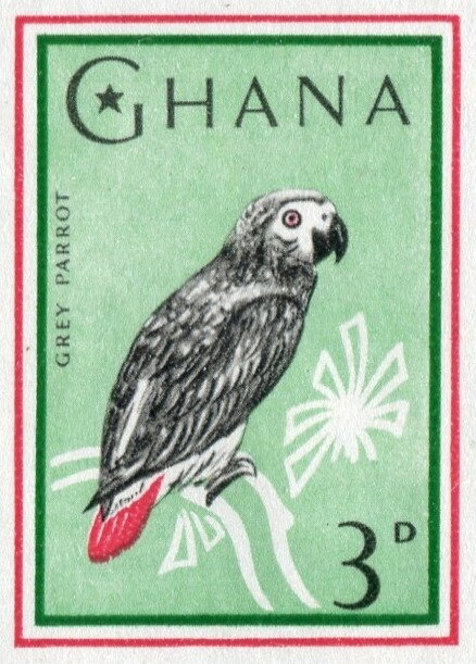 Grey Parrot.