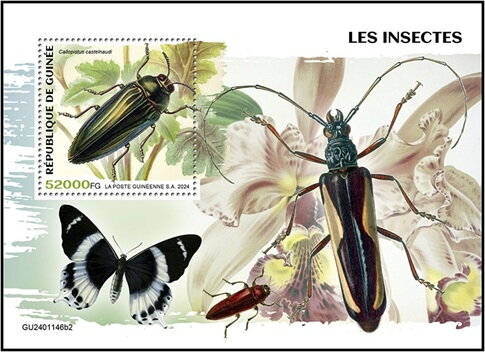 Callopistus castelnaudi