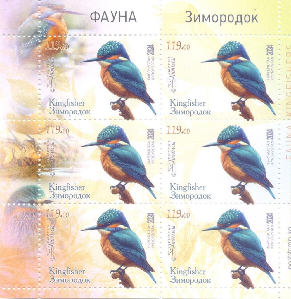 Kingfishers (Alcedinidae)