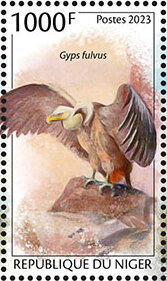 Gyps fulvus