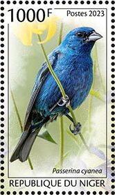 Indigo Bunting (Passerina cyanea)