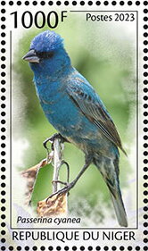 Indigo Bunting (Passerina cyanea)