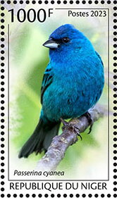 Indigo Bunting (Passerina cyanea)