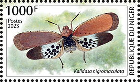 Kalidasa nigromaculata