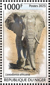 Loxodonta africana