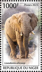 Loxodonta africana