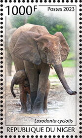 Loxodonta cyclotis