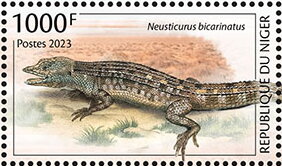 Neusticurus bicarinatus