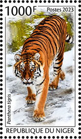Panthera tigris