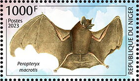 Peropteryx macrotis