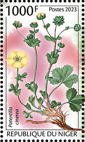 Potentilla cinerea