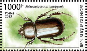 Rhizoplatodes castaneipennis