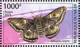 Saturnia carpini