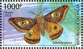 Saturnia carpini