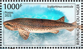 Scyliorhinus canicula