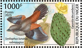 Serilophus lunatus rubropygius, Opuntia decumbens
