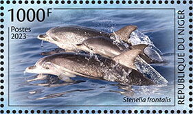 Stenella frontalis