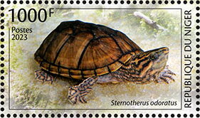 Sternotherus odoratus