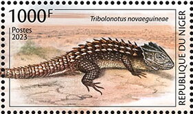 Tribolonotus novaeguineae