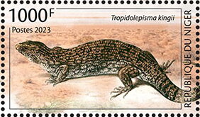 Tropidolepisma kingii