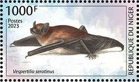 Vespertilio serotinus