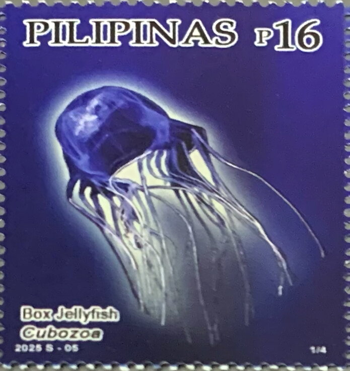 Box jellyfish (Cubozoa)