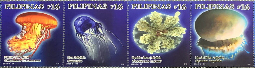 Jellyfish