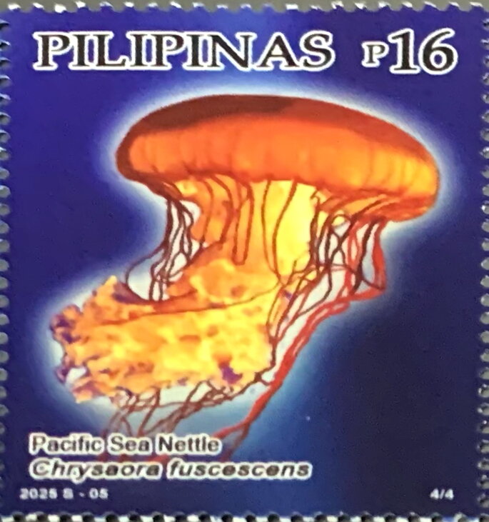 Pacific sea nettle (Chrysaora fuscescens)