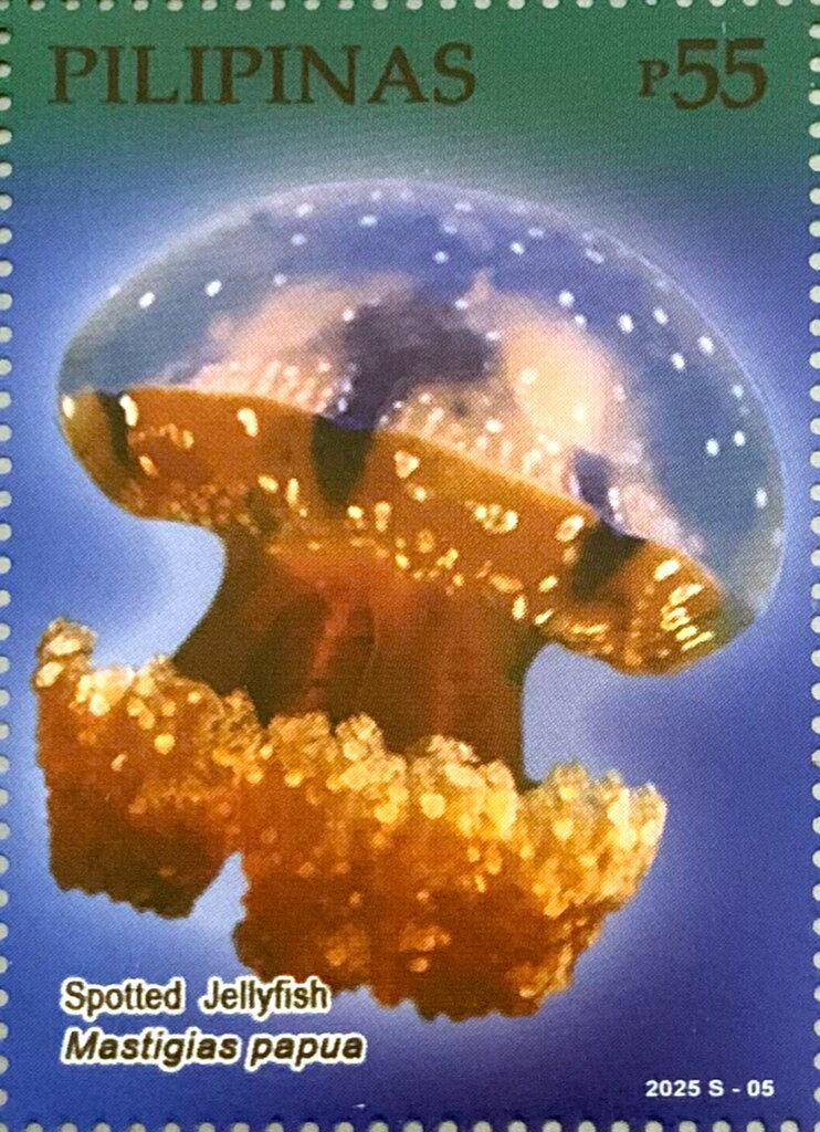 Spotted jellyfish (Mastigias papua)