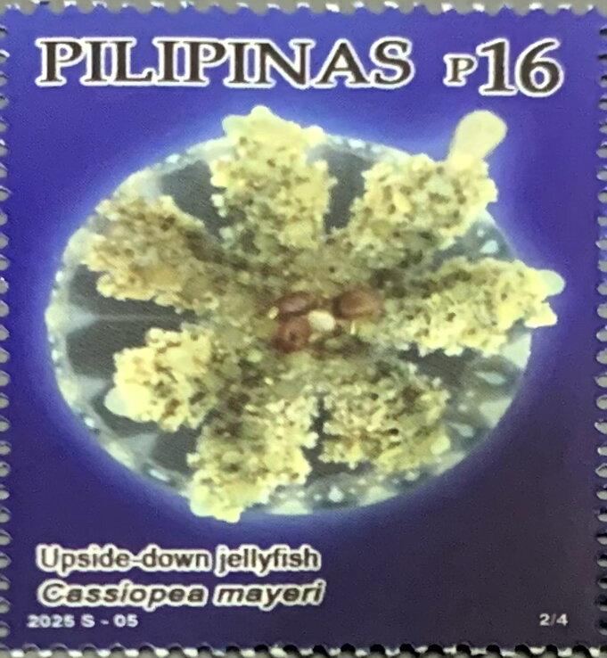 Upside-down jellyfish (Cassiopea mayeri)