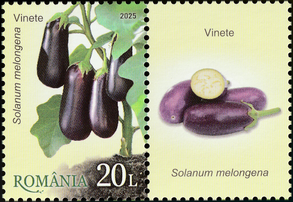 Eggplant (Solanum melongena)