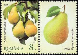 Stamp with Attached Label, Pears (Pyrus communis), Romania,  , Fruits and Berries
