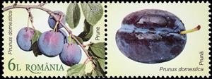 Stamp with Attached Label, Plums (Prunus domestica), Romania,  , Fruits and Berries