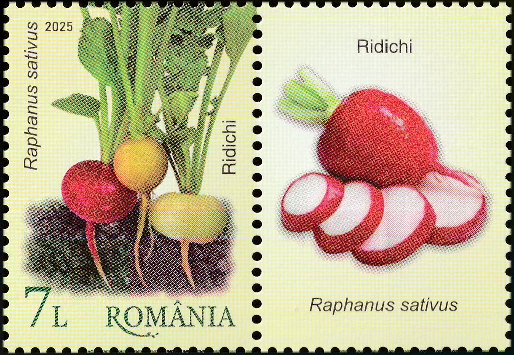 Radishes (Raphanus sativus)