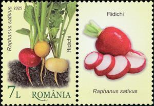 Stamp with Attached Label, Radishes (Raphanus sativus), Romania,  , Vegetables