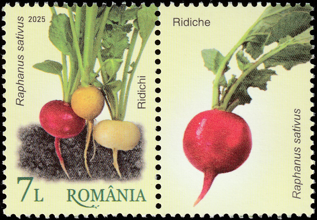 Radishes (Raphanus sativus)