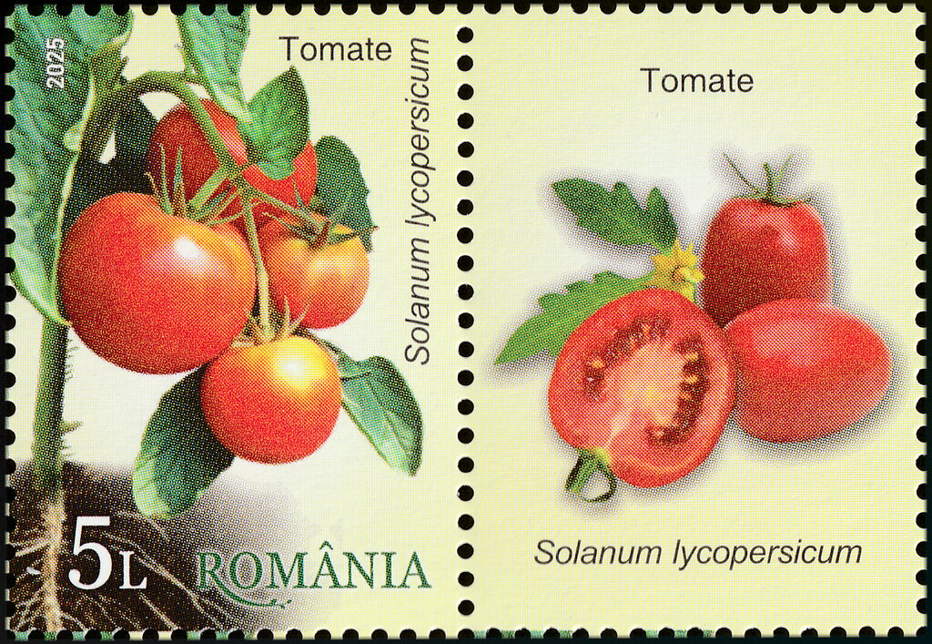 Tomato (Solanum lycopersicum)