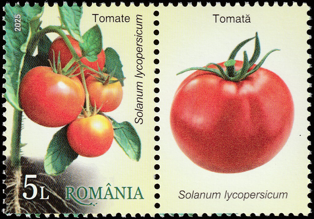 Tomato (Solanum lycopersicum)