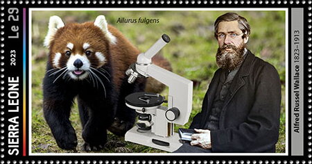 Alfred Russel Wallace (1823–1913), Ailurus fulgens