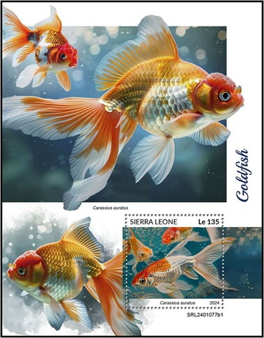 Carassius auratus